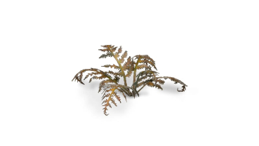 Preview: Dry Bracken