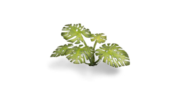 Preview: Monstera