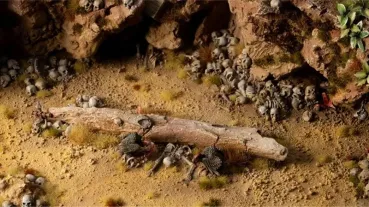 Preview: Skulls & Bones