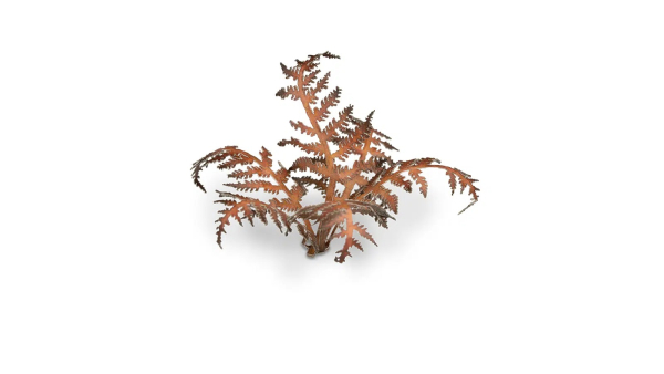 Dry Bracken